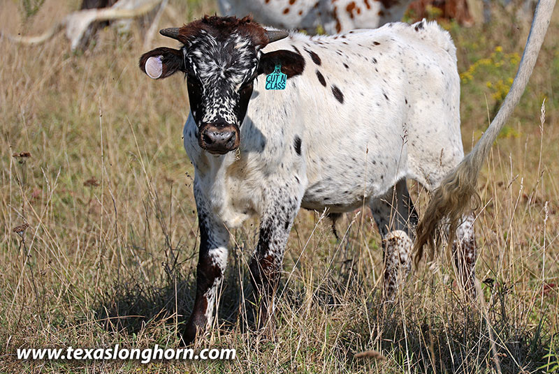 Cut'N Class Calf 2025 - Photo Number: 25J_3794.jpg