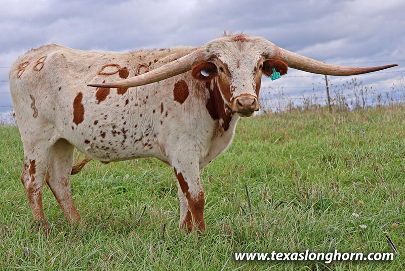 Scarlet Calf 2023 - Photo Number: 25J_4768.jpg