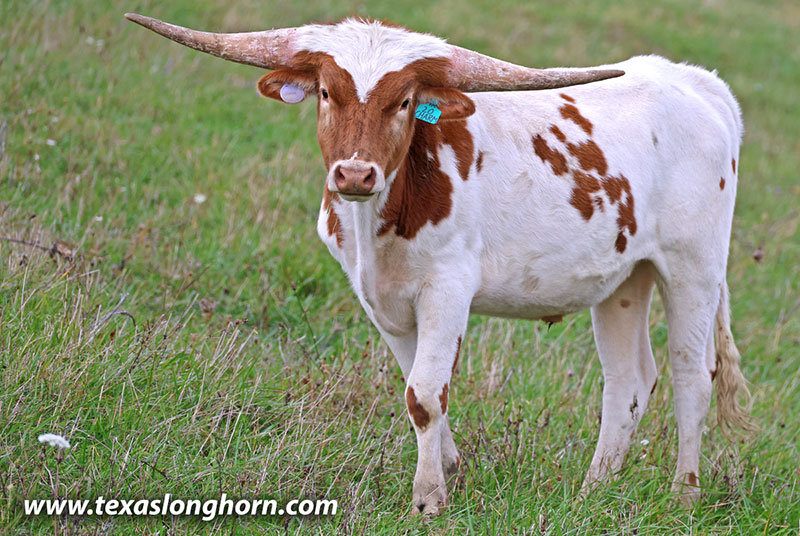Texas Longhorn Cows & Bulls for Sale in Ohio | Dickinson Cattle Co