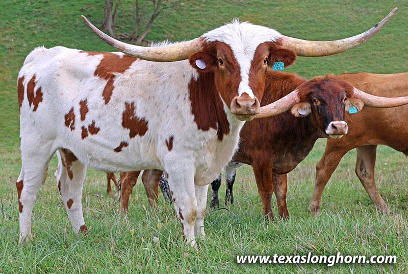 Texas Longhorn Cows & Bulls for Sale in Ohio | Dickinson Cattle Co