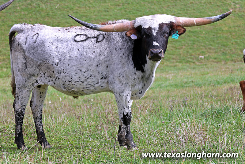 テキサスロングホーン Texas Longhorn Cows & Bulls for Sale in Ohio | Dickinson Cattle Co