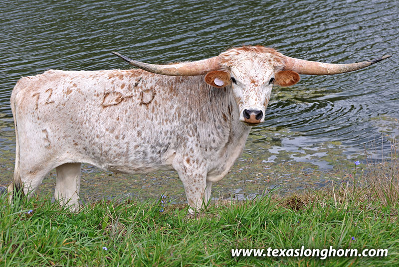 Texas Longhorn Cows & Bulls for Sale in Ohio | Dickinson Cattle Co