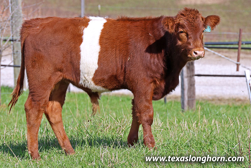 Wulf Stuff Calf 2025 - Photo Number: 25J_5220.jpg