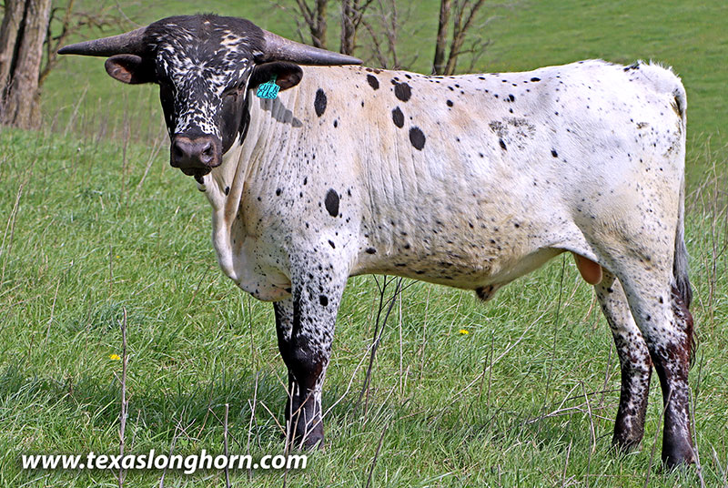 Cut'N Class Calf 2025 - Photo Number: 26D_0128.jpg