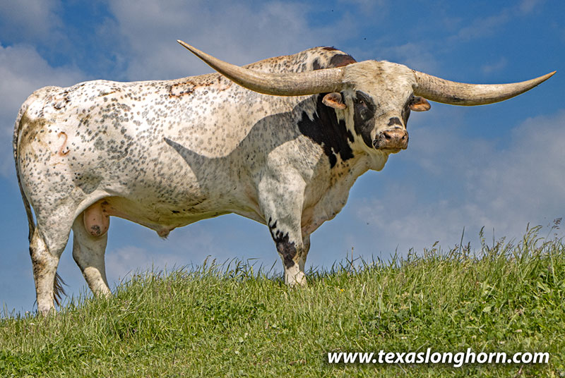 Texas Longhorn Cows & Bulls for Sale in Ohio | Dickinson Cattle Co