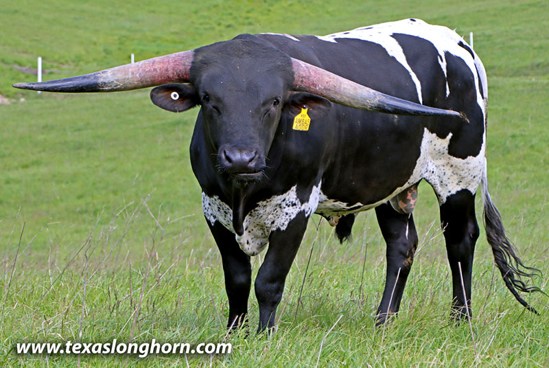 Texas Longhorn Cows & Bulls for Sale in Ohio | Dickinson Cattle Co