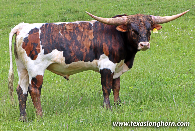 Texas Longhorn Bull_2024 - Point Example - Photo Number: 26D_0731.jpg