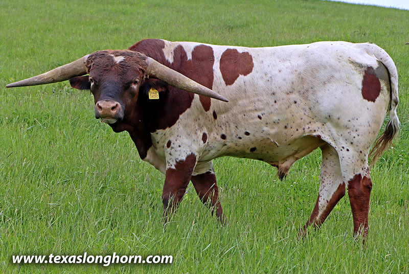 Texas Longhorn Bull_2024 - Sharp Sword - Photo Number: 26D_0744.jpg
