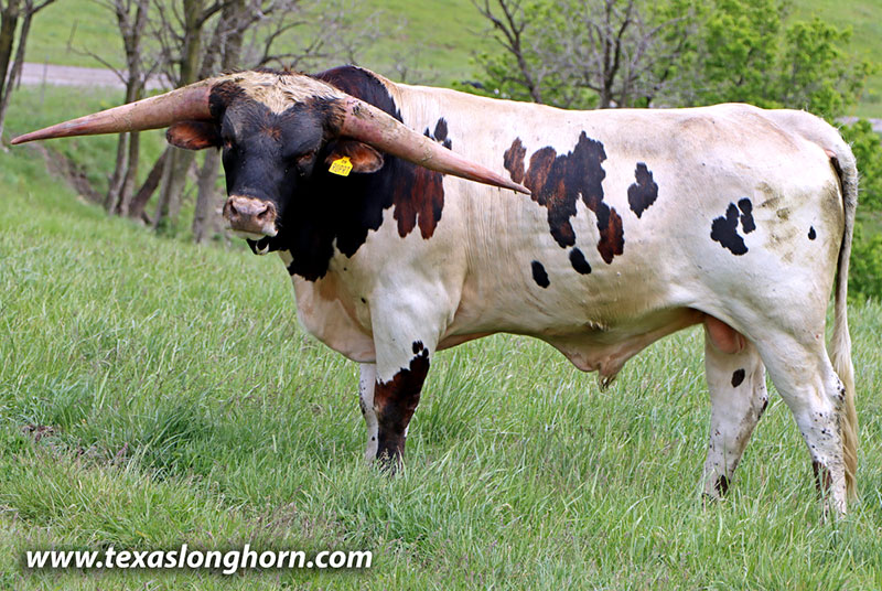 Texas Longhorn Bull_2024 - Rupert - Photo Number: 26D_0766.jpg