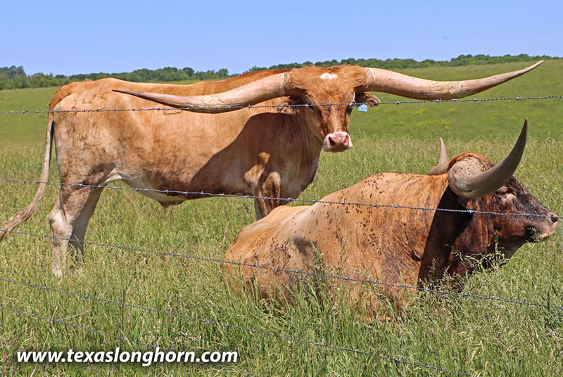 So Aloof Calf 2021 - Photo Number: 26D_1458.jpg