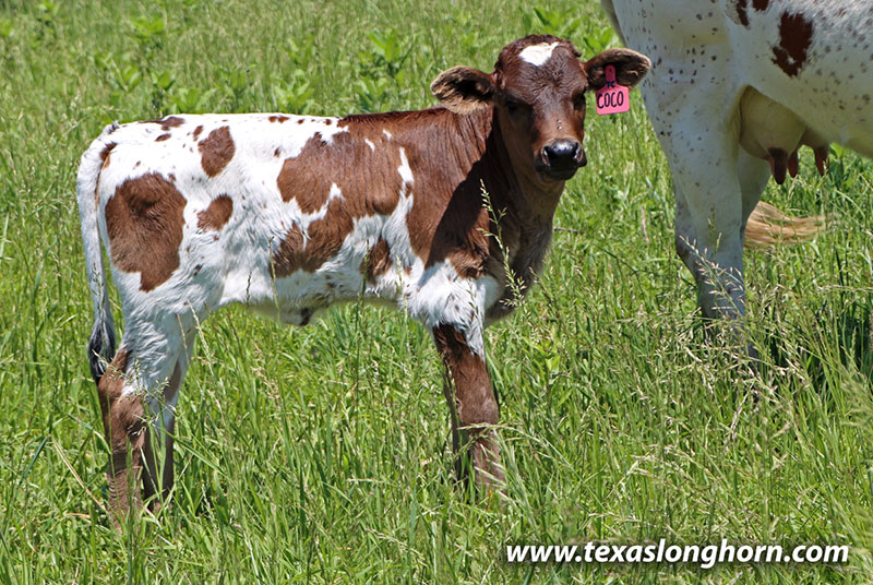 Coco Calf 2026 - Photo Number: 26D_1526.jpg