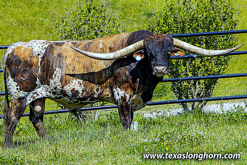 Ice Pick - Texas Longhorn Bull