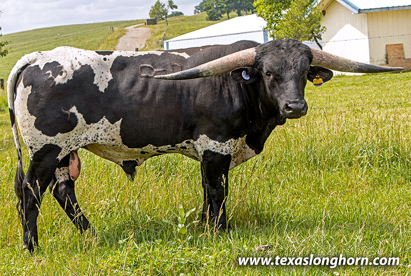 Texas Longhorn Cows & Bulls for Sale in Ohio | Dickinson Cattle Co