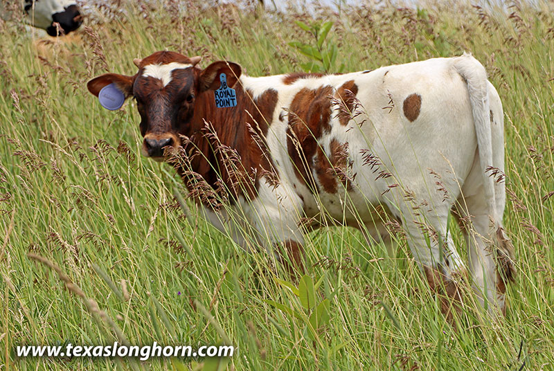 Royal Point Calf 2026 - Photo Number: 26D_2067.jpg