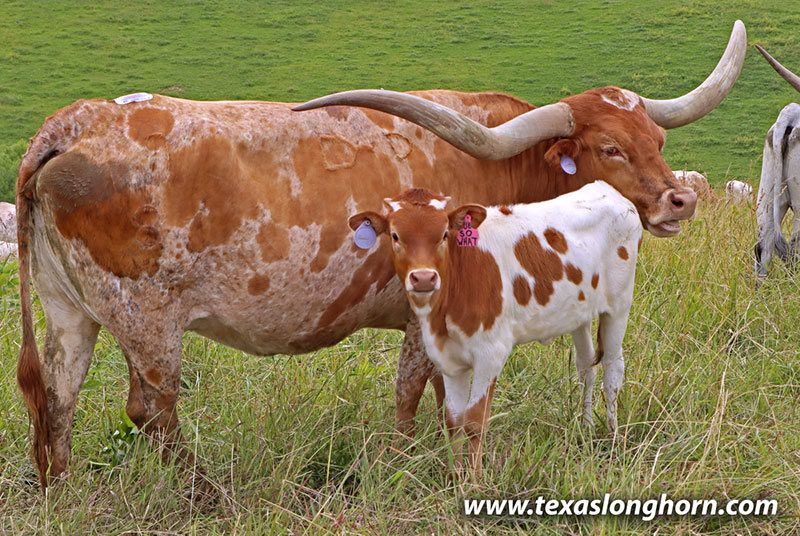 Drop & Roll Calf 2026 - Photo Number: 26D_2086.jpg