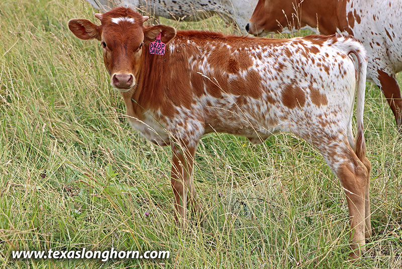 Drop Dancer Calf 2026 - Photo Number: 26D_2100.jpg
