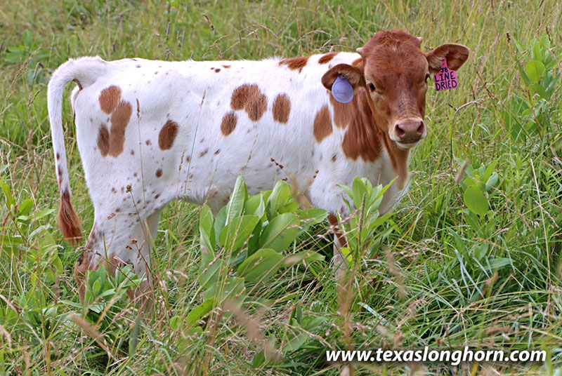 Line Dried Calf 2026 - Photo Number: 26D_2129.jpg