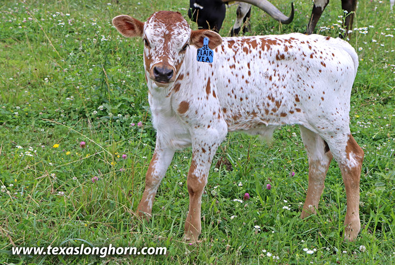 Flair Yea! Calf 2026 - Photo Number: 26D_2213.jpg