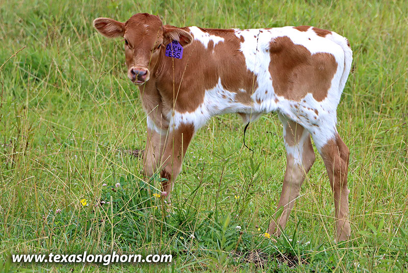 Duchess Calf 2026 - Photo Number: 26D_2258.jpg