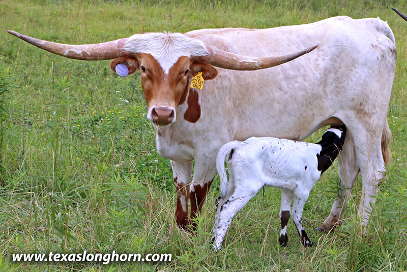 Stealthy Moo - Photo Number: 26D_2264.jpg