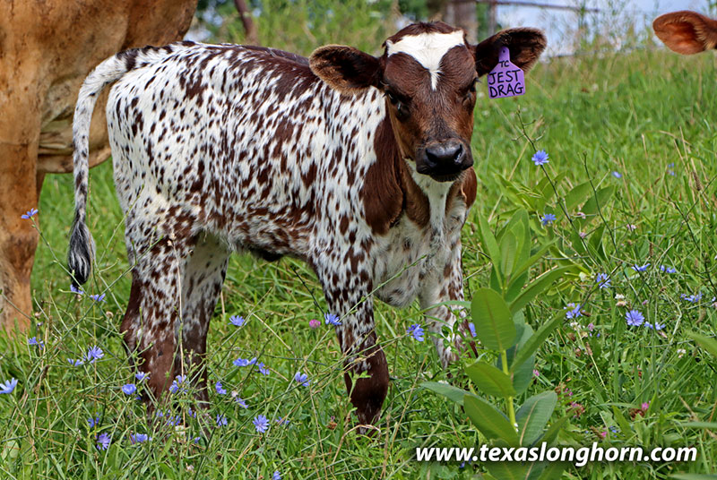 Jest A Drag Calf 2026 - Photo Number: 26D_2268.jpg