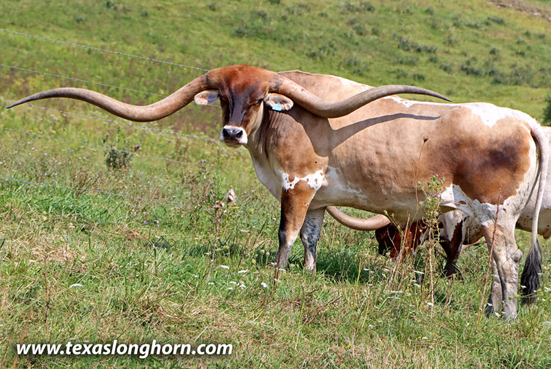 Blind Date Calf 2020 - Photo Number: 26D_2682.jpg