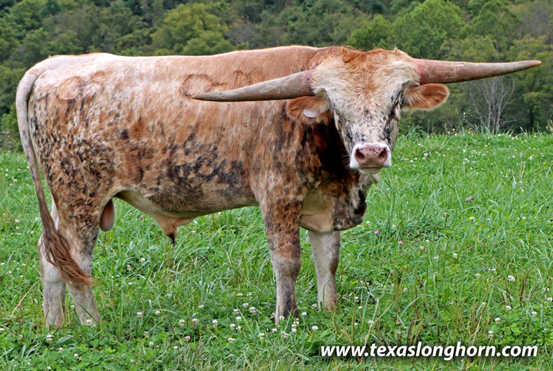Cutting Light Calf 2025 - Photo Number: 26D_2740.jpg
