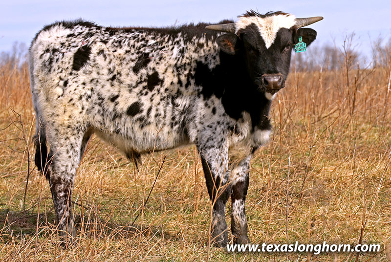 Dance All Night Calf 2025 - Photo Number: 26J_0231.jpg
