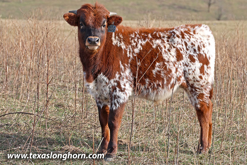 Jet Me Over Calf 2025 - Photo Number: 26J_0241.jpg