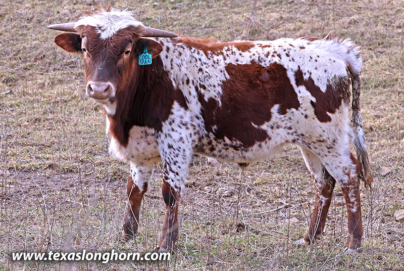 Cool Span Calf 2025 - Photo Number: 26J_0278.jpg