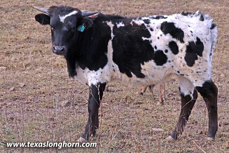 Box of Roses Calf 2025 - Photo Number: 26J_0281.jpg