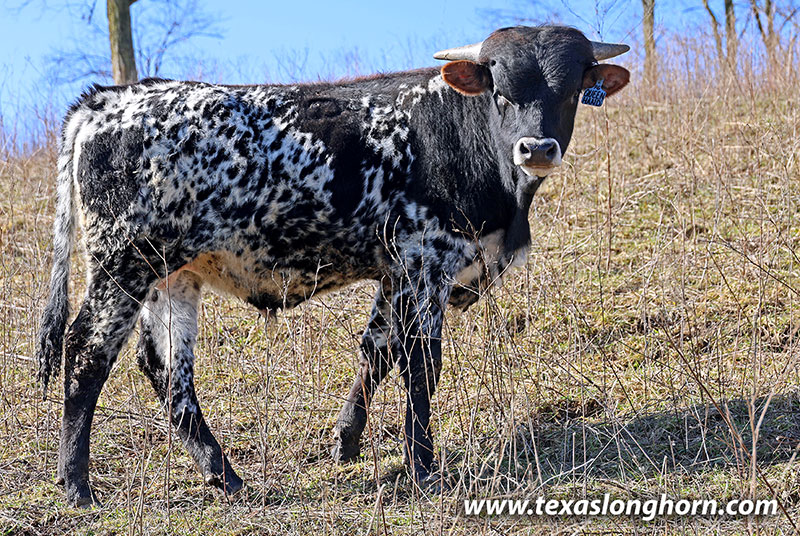 Queen Hand Calf 2025 - Photo Number: 26J_0290.jpg