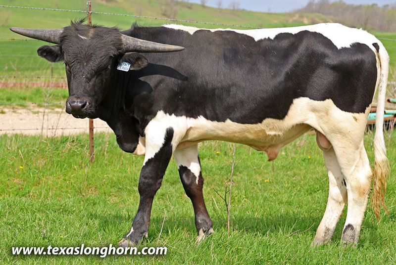 Point Blank Calf 2025 - Photo Number: 26J_0924.jpg