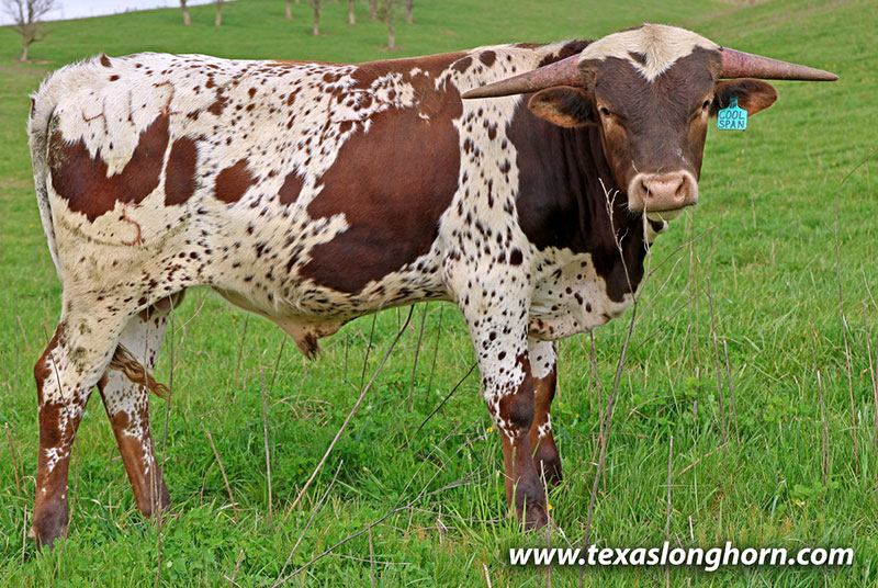 Cool Span Calf 2025 - Photo Number: 26J_0943.jpg