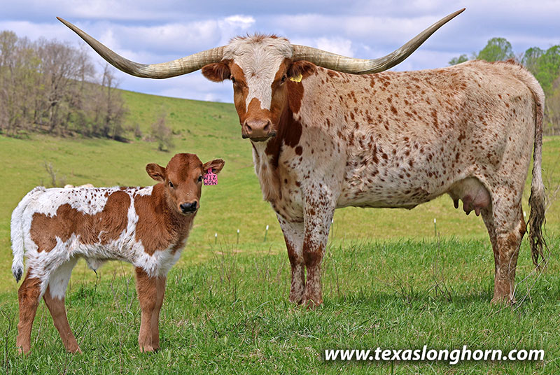 Texas Longhorn Pair - Wizard Wow - Photo Number: 26J_1050.jpg