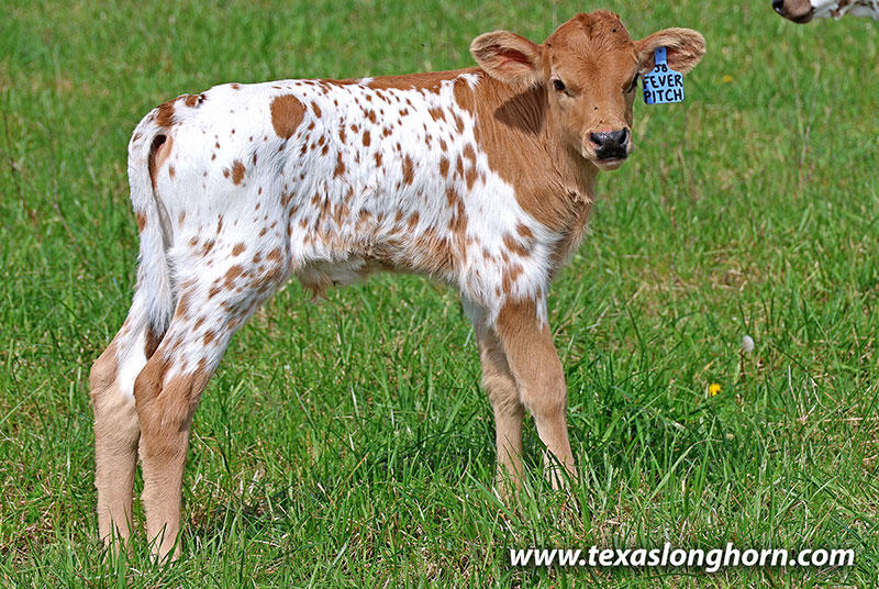 Fever Pitch Calf 2026 - Photo Number: 26J_1085.jpg