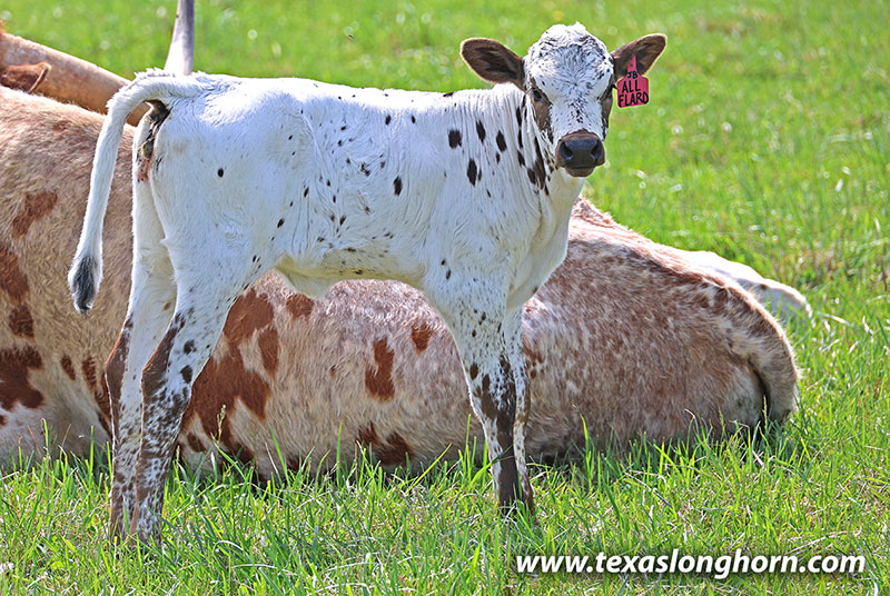 All Flaired Up Calf 2026 - Photo Number: 26J_1087.jpg