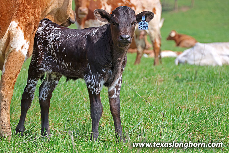 Dance On Point Calf 2026 - Photo Number: 26J_1097.jpg