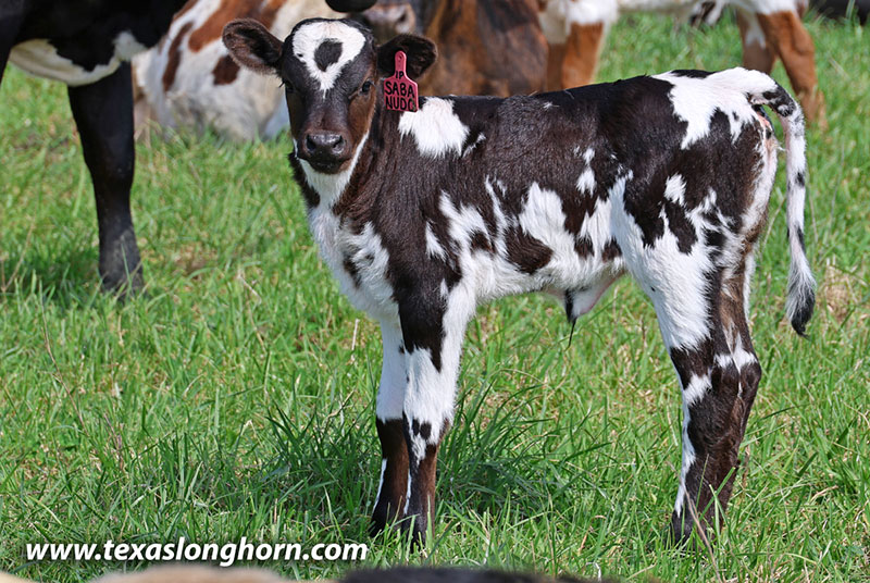 Sabanudo Calf 2026 - Photo Number: 26J_1099.jpg