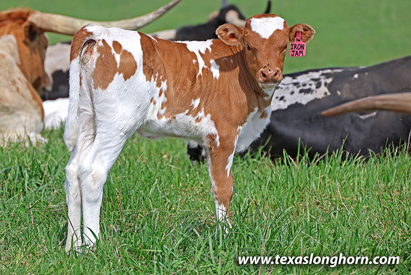 Iron Jam Calf 2026 - Photo Number: 26J_1102.jpg