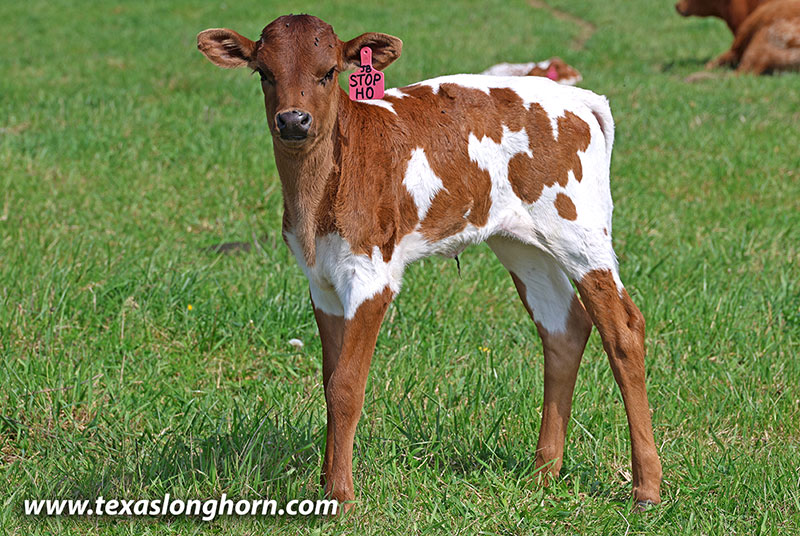 Stop Ho Calf 2026 - Photo Number: 26J_1104.jpg
