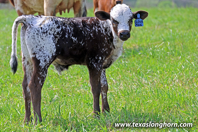 Cloverman Calf 2026 - Photo Number: 26J_1107.jpg