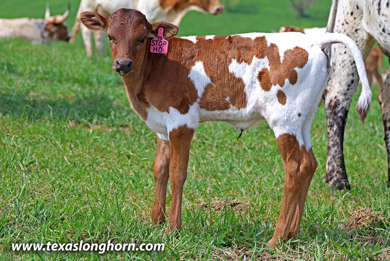 Stop Ho Calf 2026 - Photo Number: 26J_1126.jpg