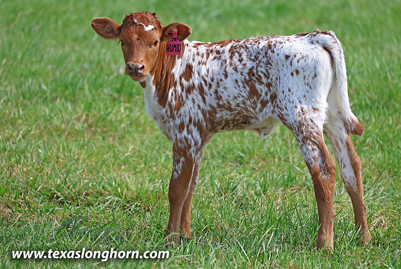 Humid Calf 2026 - Photo Number: 26J_1131.jpg