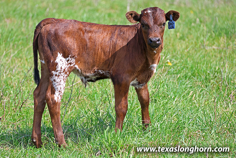 Shogun Calf 2026 - Photo Number: 26J_1142.jpg