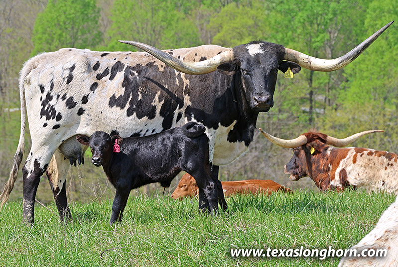 Texas Longhorn Pair - Span Whip - Photo Number: 26J_1144.jpg