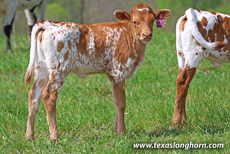 Drop Dancer Calf 2026 - Photo Number: 26J_1148.jpg