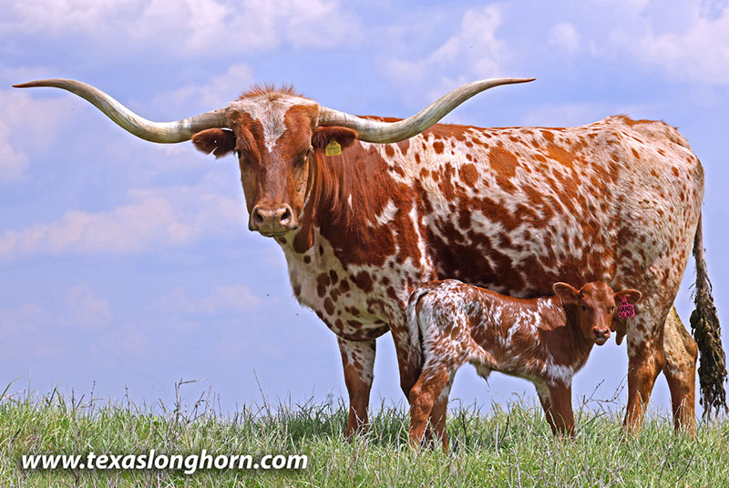 Hand Slap Calf 2026 - Photo Number: 26J_1164.jpg