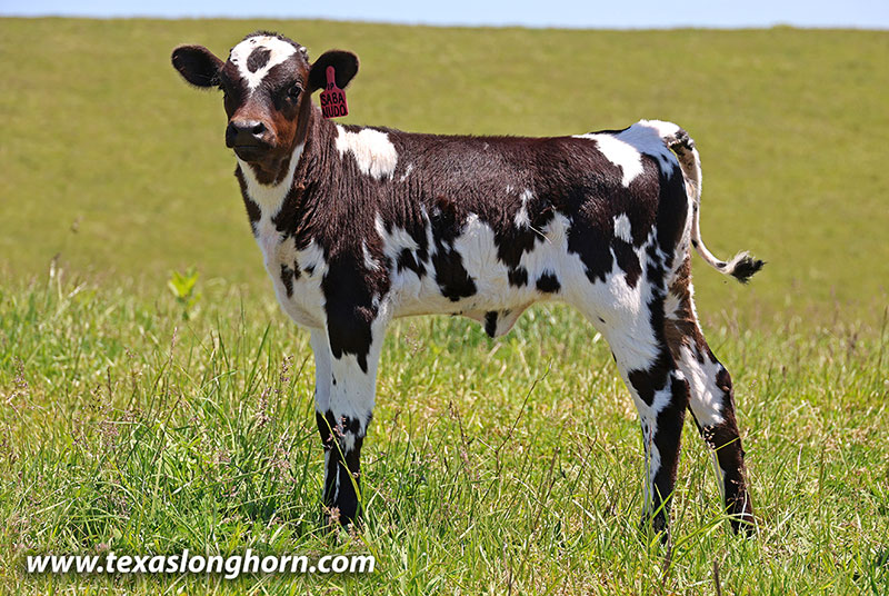 Sabanudo Calf 2026 - Photo Number: 26J_1459.jpg
