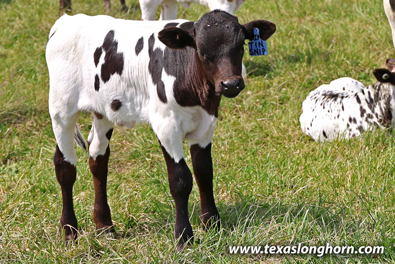 26J_1530_calf.jpg